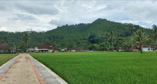 Lahan Pertanian Pangan Berkelanjutan (LP2B) Kabupaten Banyuwangi Masih Terkendala Detail Nama dan Alamat Lahan