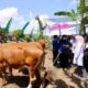 Program Sapi Manak Setahun Pisan