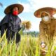 Stok Beras Aman, Produksi Pangan Lainnya Lebih dari Cukup