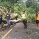 Pohon Tumbang di Jalur Gumitir