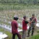 Babinsa Koramil 0825-13 Singojuruh Aktif Dukung Ketahanan Pangan Nasional