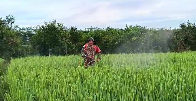 Babinsa Pos Ramil Siliragung Bantu Petani Basmi Hama Wereng