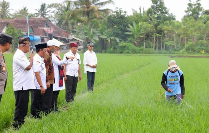 Beras Organik Banyuwangi Memasuki Pasar Nasional