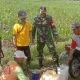 Babinsa Bantu Petani Basmi Hama Ulat Jagung di Desa Seneporejo