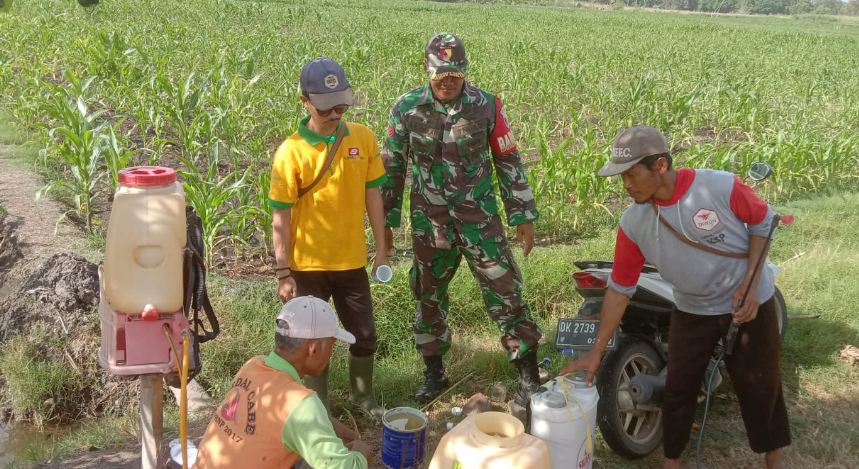 Babinsa Bantu Petani Basmi Hama Ulat Jagung di Desa Seneporejo