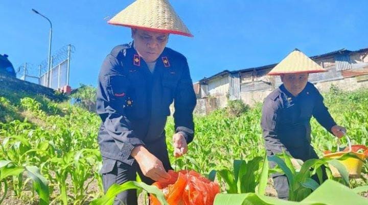 Rutan Kabanjahe Lakukan Pemupukan Jagung di Lahan Pertanian Warga Binaan