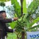 Yayasan Dana Sosial Al Falah Gelar Panen Raya Pisang Mas Kirana di Banyuwangi