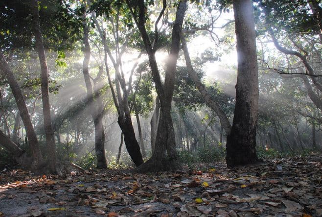 Hutan di Pinggir Pantai Trianggulasi