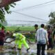 Gerak Cepat Petugas Gabungan bersama Warga Gotong Royong Evakuasi Pohon Tumbang di Banyuwangi