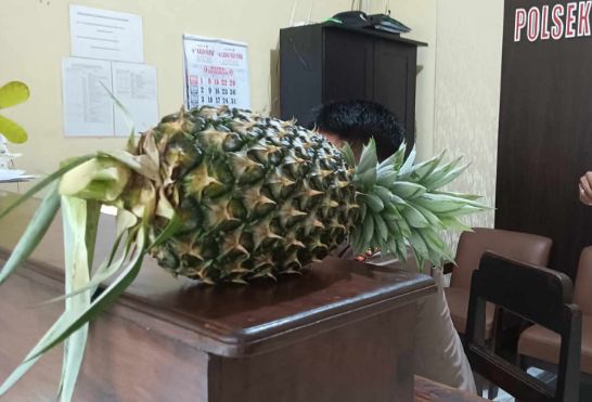 Petani Nanas Madu di Banyuwangi Dirugikan Akibat Lahan yang Ditanami Dijual Pemiliknya