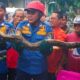 Tim Damkarmat Banyuwangi Evakuasi Ular Piton 4 Meter di Perum Permata Asri