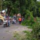 Dinas PU CKPP Pangkas Pohon di Sepanjang Jalan Jaksa Agung Suprapto