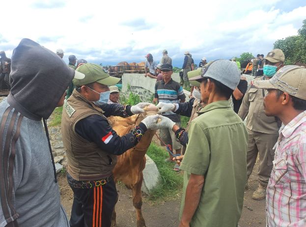 Ratusan Sapi Terjangkit PMK, Pemkab Lumajang Gencarkan Upaya Pengendalian dan Edukasi
