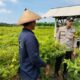Polsek Kunir Terjun Langsung ke Sawah, Dukung Ketahanan Pangan Melalui Dialog dengan Petani Cabai