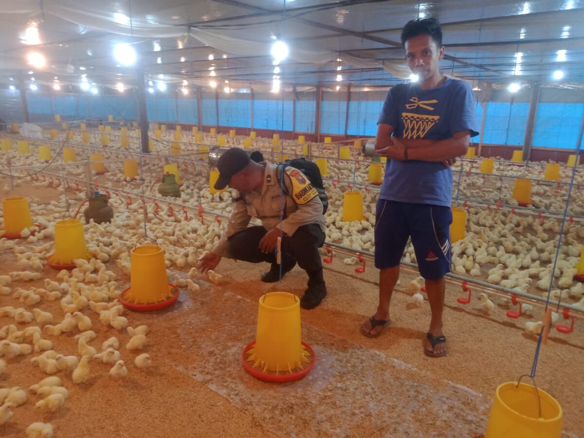 Bhabinkamtibmas Polresta Banyuwangi dampingi peternak ayam pedaging