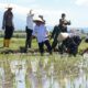 Banyuwangi Dukung Swasembada Pangan Nasional Lewat Gerakan Tanam Padi Serentak