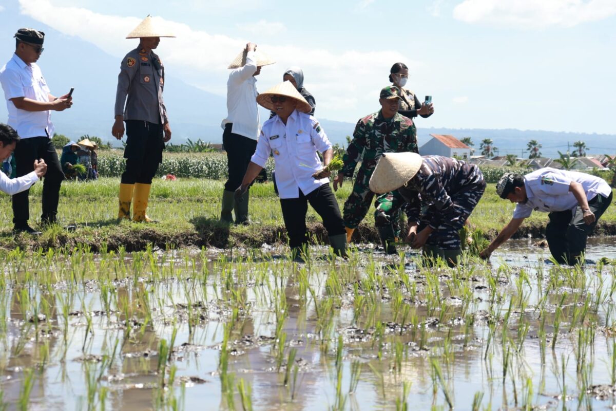 Banyuwangi Dukung Swasembada Pangan Nasional Lewat Gerakan Tanam Padi Serentak