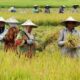 Petani yang memanen padi di sawah