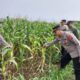Polresta Banyuwangi Tinjau Lahan Jagung Petani Hutan