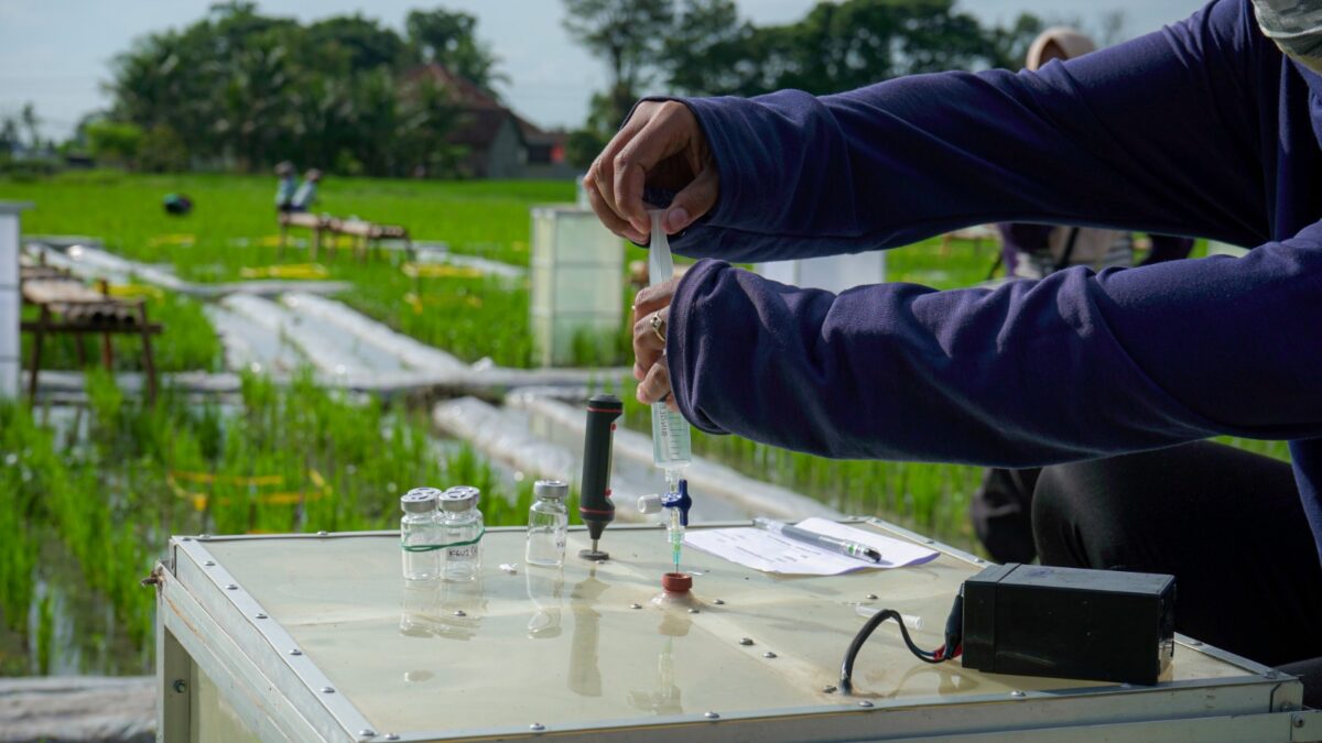 Banyuwangi Luncurkan Beras Biofortifikasi