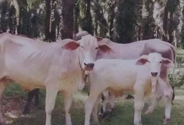 pencurian empat ekor sapi di Kabupaten Serdang Bedagai