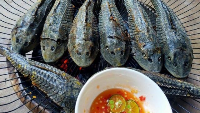 ikan sapu-sapu sambal