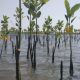 Laskar Sholawat Nusantara Dukung Petani Tanam Pohon Mangrove