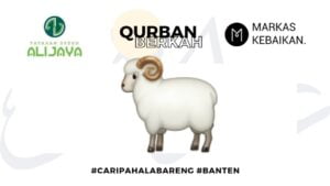 Qurban berkah, yayasan syekh Ali Jaya