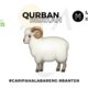 Qurban berkah, yayasan syekh Ali Jaya