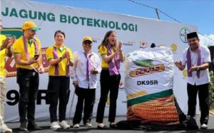 Bayer merilis Dekalb DK95R benih jagung bioteknologi