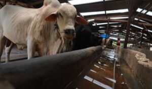 rencana impor sapi dari brazil