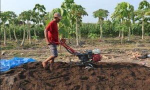 Petani Desa Kedungasri, Banyuwangi, Mandiri dengan Pupuk Organik dari Kotoran Hewan