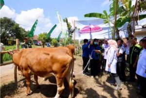 Program Sapi Manak Setahun Pisan