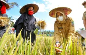 Stok Beras Aman, Produksi Pangan Lainnya Lebih dari Cukup