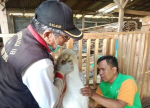 Upt Puskeswan Senduro Melakukan Survelen Penyakit Hewan Menular