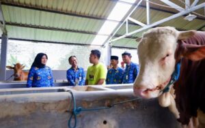 Enzo Farm Banyuwangi, Peternakan Sapi Milik Adam Sugandha (foto: Humas Pemkab BWI)