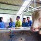 Enzo Farm Banyuwangi, Peternakan Sapi Milik Adam Sugandha (foto: Humas Pemkab BWI)