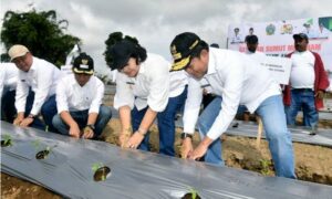 Kanan Pj Gubsu Hassanudin bersama Bupati Karo Corry Sebayang tanam cabai di Desa Sampun Kec. Dolat Rakyat Kab. Karo Sumut.