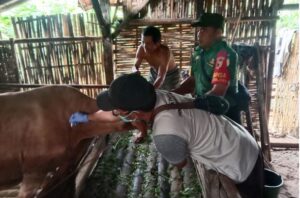 Tim Puskeswan Senduro Melakukan Giat Vaksin PMK Di Desa Gucialit