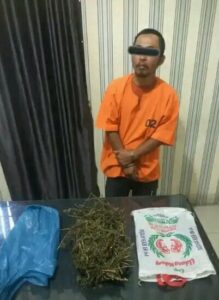 Polres Tanah Karo Ringkus Seorang Pria Bawa Ganja di Jok Motornya