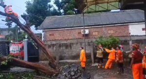 Pohon Tumbang di Banyuwangi Hingga Menutup Akses Jalan MH Tamrin