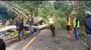 Pohon Tumbang di Jalur Gumitir