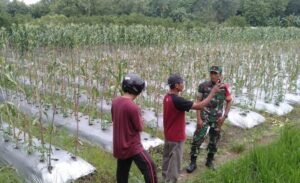 Babinsa Koramil 0825-13 Singojuruh Aktif Dukung Ketahanan Pangan Nasional