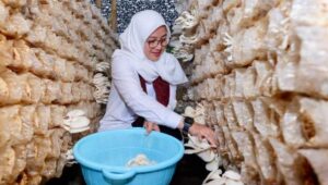 Dusun Glowong Menjadi Kampung Jamur