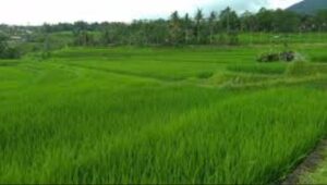 Pembahasan Raperda LP2B Kembali Dilanjutkan di DPRD Banyuwangi