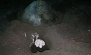 Peningkatan Angka Mendarat dan Bertelur Penyu di Pantai Sukamade