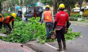 Dinas PU CKPP Banyuwangi Lakukan Pemangkasan Pohon