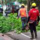 Dinas PU CKPP Banyuwangi Lakukan Pemangkasan Pohon