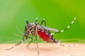 Kasus Demam Berdarah Dengue di Banyuwangi Meningkat