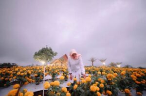 Agro Wisata Tamansuruh Resmi Dibuka, Pengunjung Membanjiri Destinasi Wisata Baru Banyuwangi